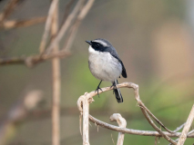 Grey bush chat