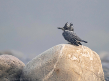 Crested kingfisher