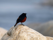 White-capped redstart