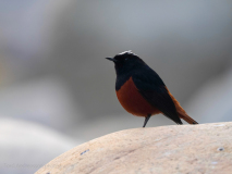 White-capped redstart
