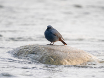 Plumbeous redstart