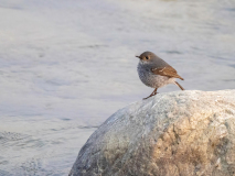 Plumbeous redstart 