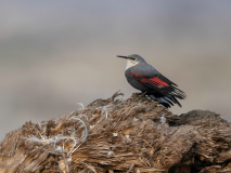 Wallcreeper