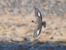 Ibisbill