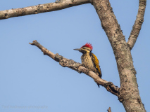 Black-rumped Flameback