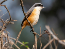 Long-tailed shrike