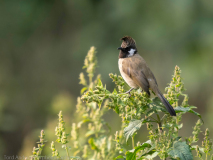 Himalayan bulbul