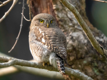 Spotted owlet