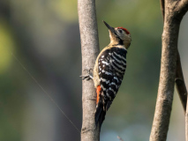 Fulvous-breasted woodpecker