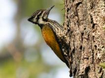 Himalayan flameback