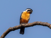Collared falconet