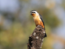Collared falconet