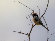 Black-throated tit