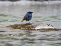 Plumbeous redstart