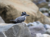 Crested kingfisher