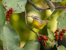Gray-hooded warbler