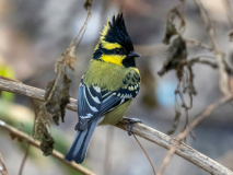 Black-lored tit