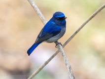 Small niltava