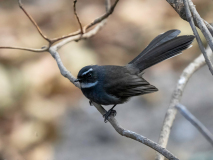 White-throated fantail