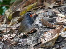 Himalayan rubythroat