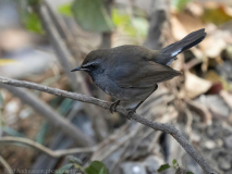 Himalayan rubythroat
