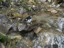 Little forktail
