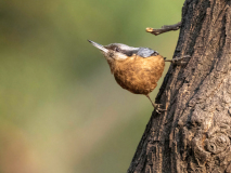 Chestnut-bellied nuthatch