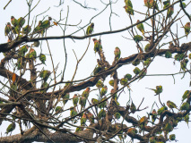 Red-breasted parakeets