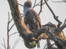 Changeable hawk-eagle