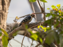 Fulvous-breasted woodpecker