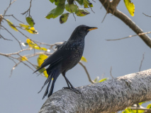 Blue whistling thrush