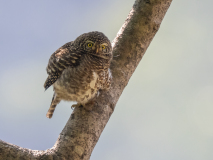 Asian barred owlet