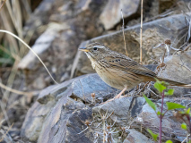 Upland pipit