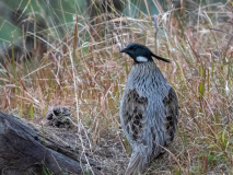 Koklass pheasant
