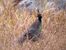 Koklass pheasant