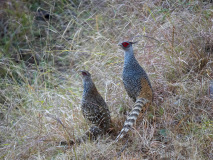 Cheer pheasants