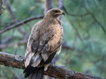 Steppe eagle
