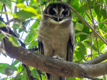 Brown wood-owl