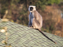 Grey langur