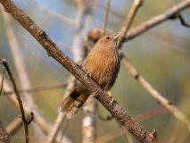 Streaked laughingthrush
