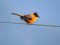 Rufous sibia