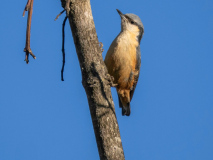 White-tailed nuthatch