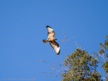 Upland buzzard