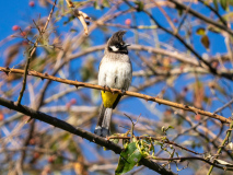 Himalayan bulbul
