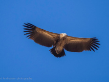 Himalayan vulture