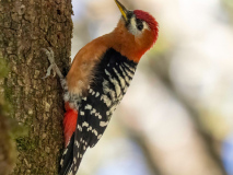Rufous-bellied woodpecker