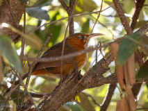 Rusty-cheeked scimitar-babbler