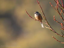Rock bunting