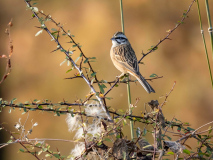 Rock bunting