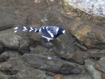 Spotted forktail